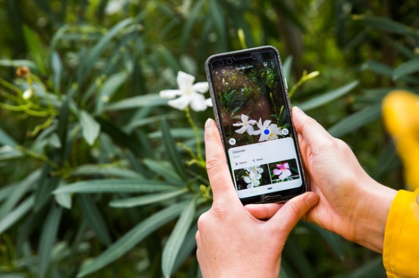 Как узнать что за цветок по фото онлайн бесплатно без регистрации