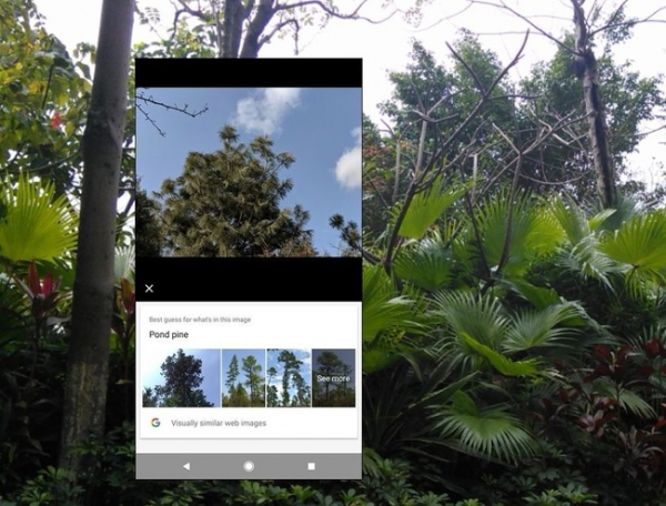 Определение вида дерева на фотографии