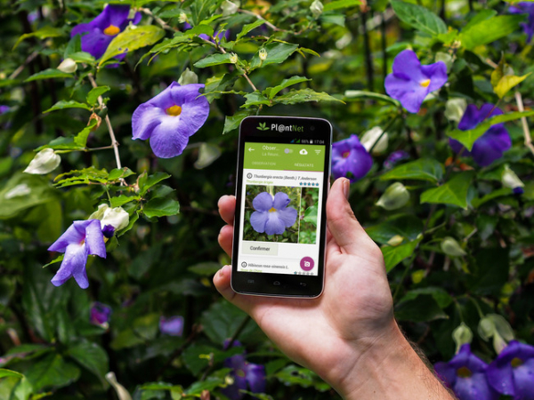 Приложение как распознать растение по фото онлайн бесплатно