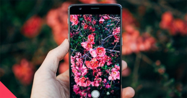 Как узнать название цветка по фотографии с телефона