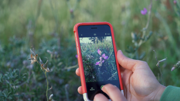 Как определить по фотографии название цветка с телефона онлайн
